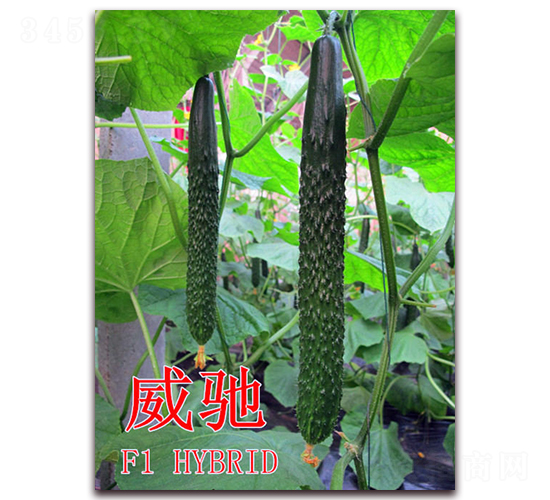 ���Y-�S�ϷN��-��ʢ�r(n��ng)�I(y��)