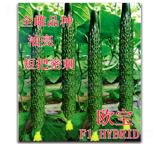 �W��-�S�ϷN��-��ʢ�r(n��ng)�I(y��)