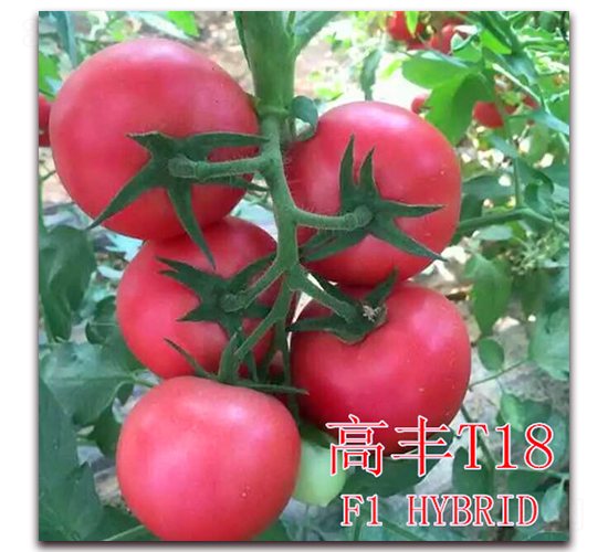 ���ST18-���ѷN��-��ʢ�r(n��ng)�I(y��)