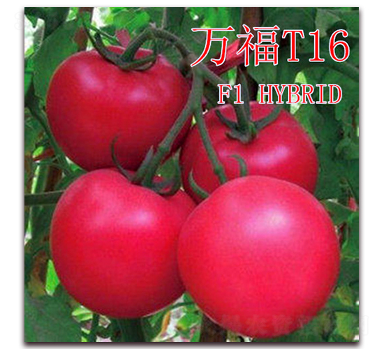�f��T16-���ѷN��-��ʢ�r�I(y��)
