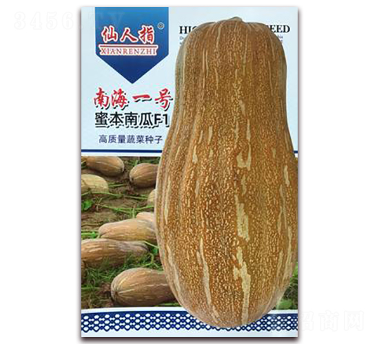 南海一號(hào)-南瓜種子-華葉
