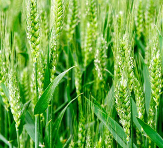遼春25號(hào)-小麥種子-東亞