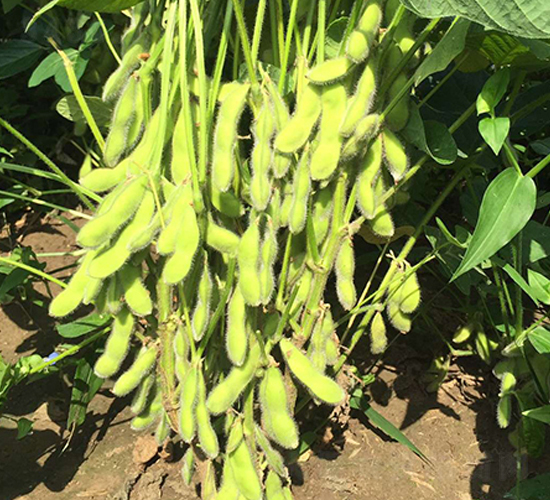 �|��37-�󶹷N��-�|��