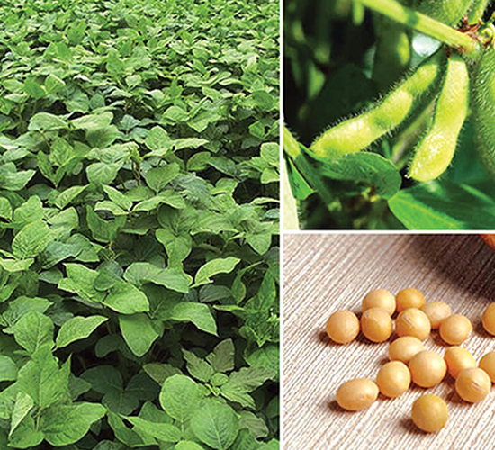 �|����̖-�󶹷N��-�|��