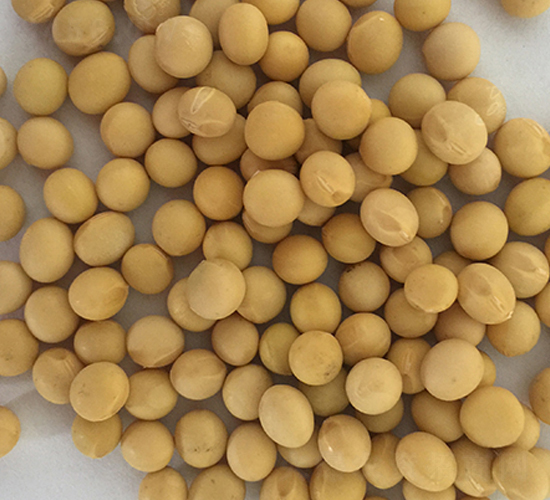 �|��29̖-�󶹷N��-�|��