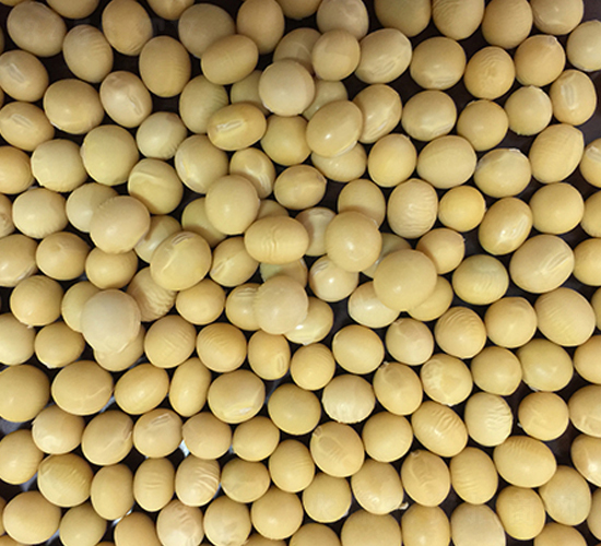 �|����̖-�󶹷N��-�|��