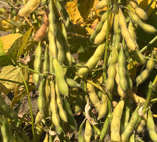 �|��1201-�󶹷N��-�|��