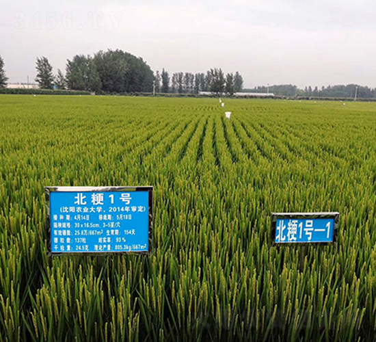北粳1號(hào)水稻種子-東亞