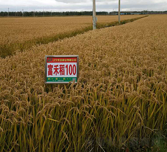 富禾100-水稻種子-東亞