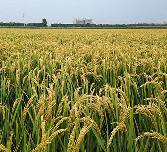 富禾稻9913-水稻種子-東亞