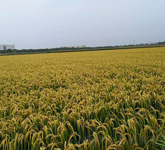 美鋒稻65-水稻種子-東亞