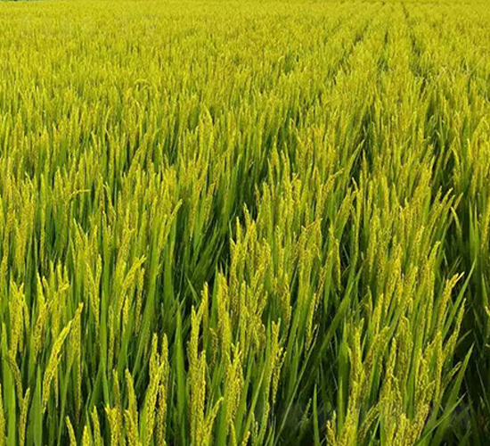 美鋒稻669-水稻種子-東亞