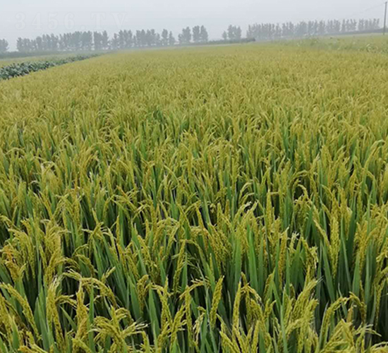 �F��15-ˮ���N��-�|��