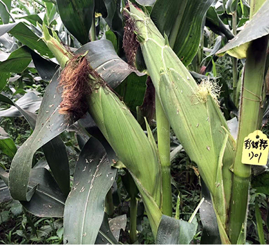 ����Ŵ1701-���׷N��-�|��