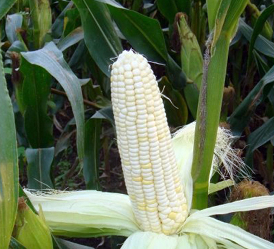 ��Ŵ3̖-���׷N��-�|��