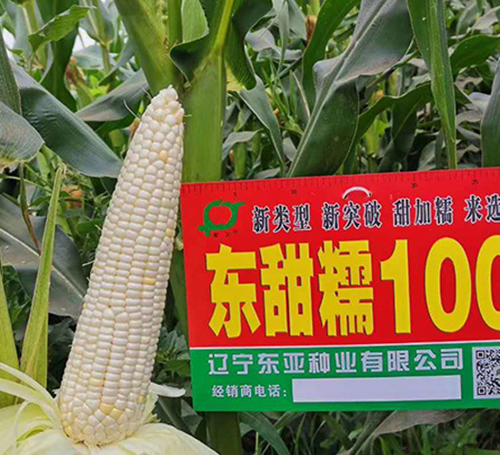 �|��Ŵ100-���׷N��-�|��