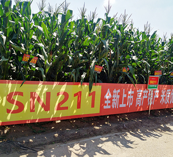 SN211-玉米種子-東亞