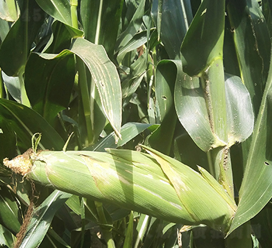 �|��11̖-���׷N��-�|��