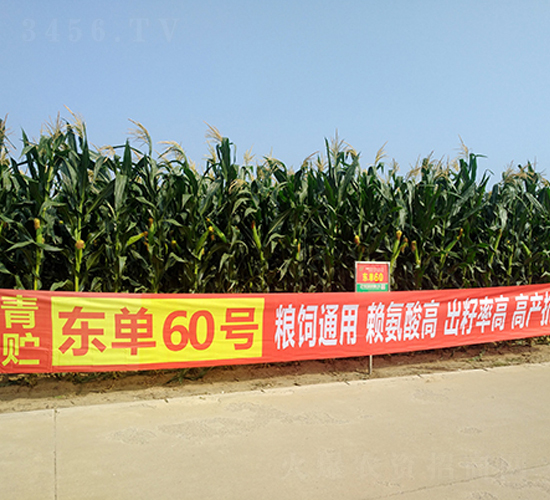 東單60-玉米種子-東亞