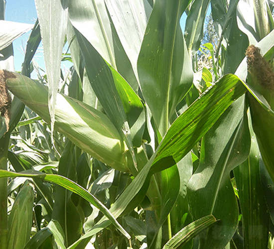 東單70-玉米種子-東亞