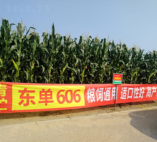 東單606-玉米種子-東亞