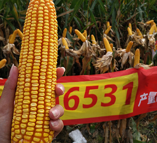 東單6531玉米-玉米種子-東亞