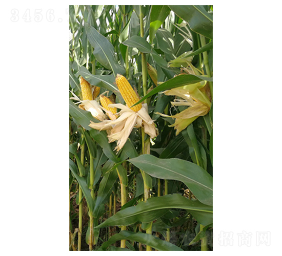 東科301玉米種子-東亞