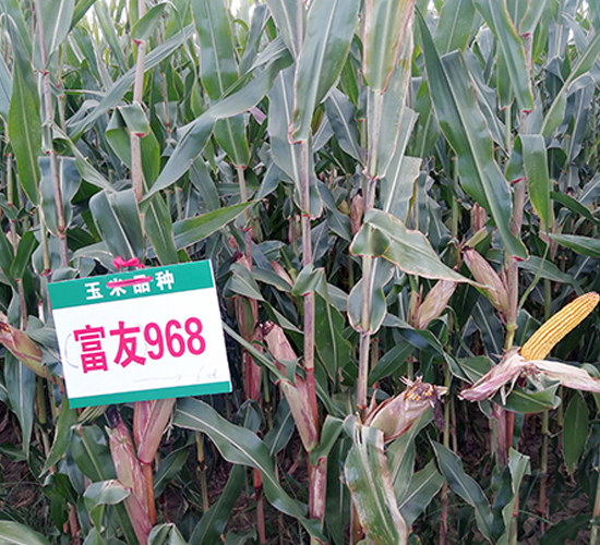 富友968-玉米種子-東亞