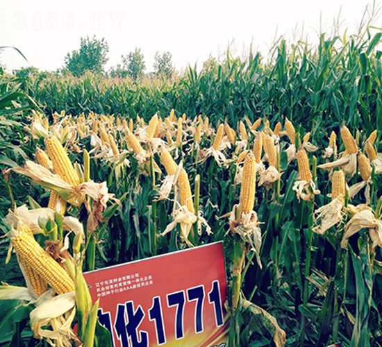 迪化1771-玉米種子-東亞