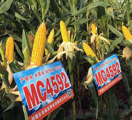 MC4592-玉米種子-東亞