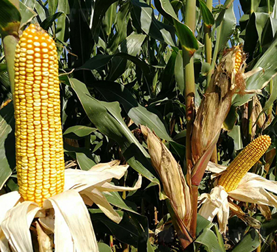 安玉579-玉米種子-東亞