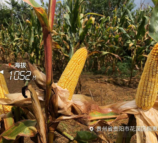 東單100號-玉米種子-東亞