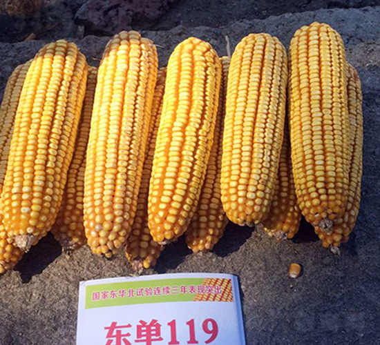東單119玉米種子-東亞