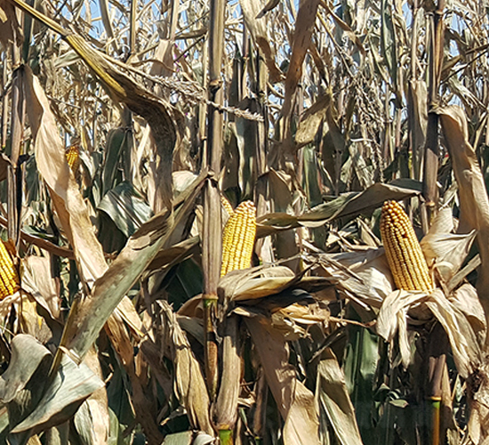 東單181-玉米種子-東亞