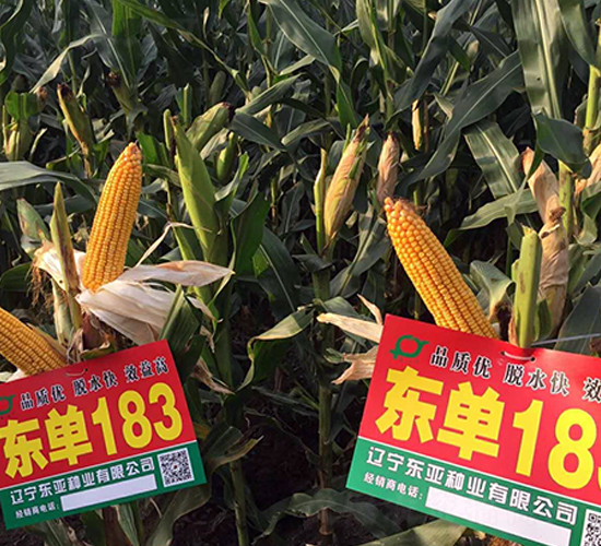 東單183-玉米種子-東亞