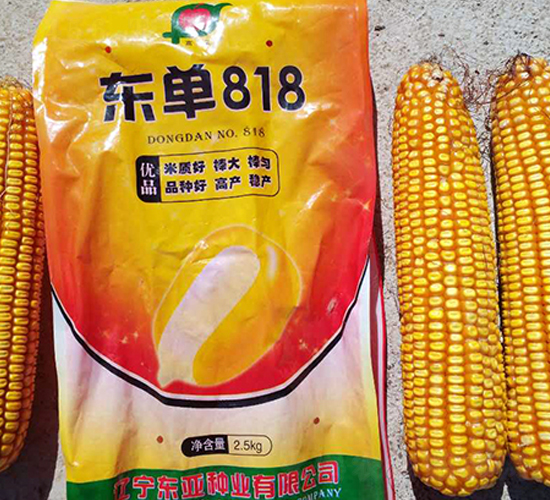 東單818-玉米種子-東亞