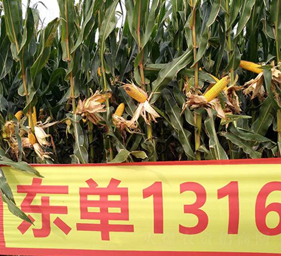 東單1316-玉米種子-東亞
