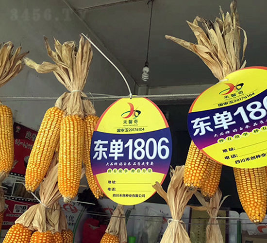 東單1806-玉米種子-東亞