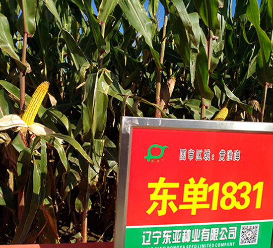 �|��1831-���׷N��-�|��