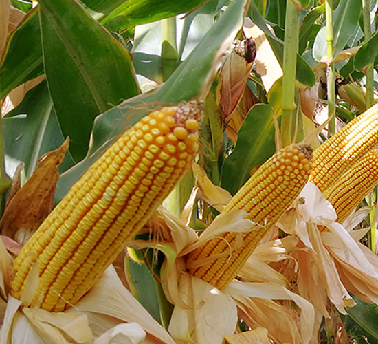 東單1902-玉米種子-東亞