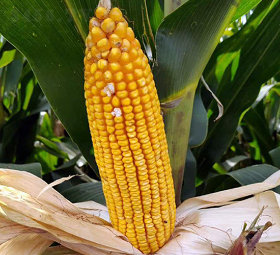 東單1991-玉米種子-東亞