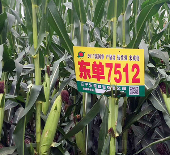 東單7512-玉米種子-東亞