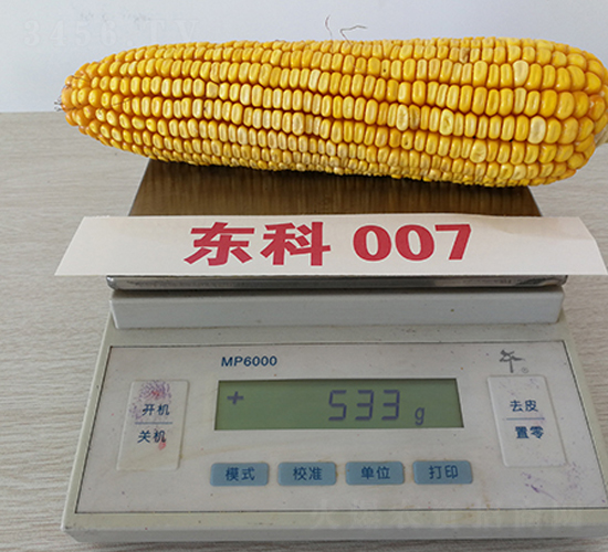 東科007-玉米種子-東亞
