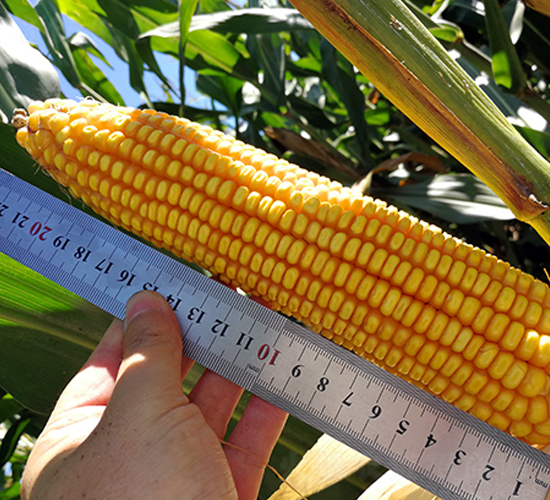 東科308-玉米種子-東亞