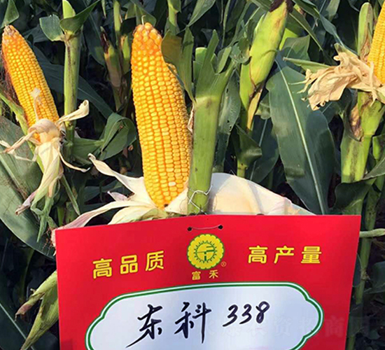 東科338-玉米種子-東亞