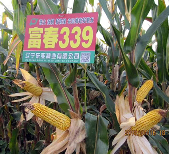 ����339-���׷N��-�|��