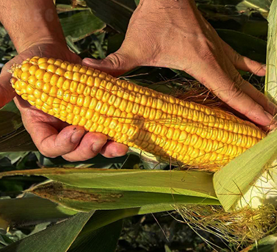 富友1993-玉米種子-東亞