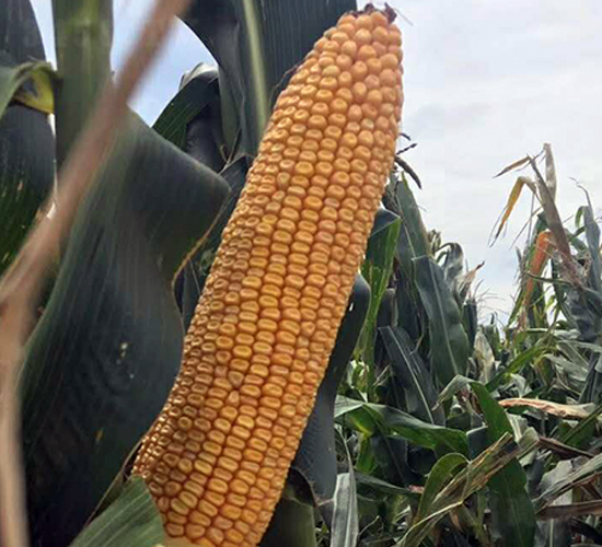 美鋒705-玉米種子-東亞