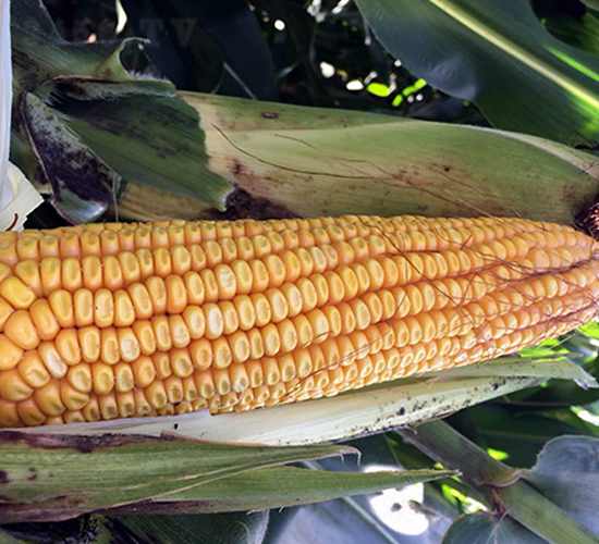 東單80號-玉米種子-東亞