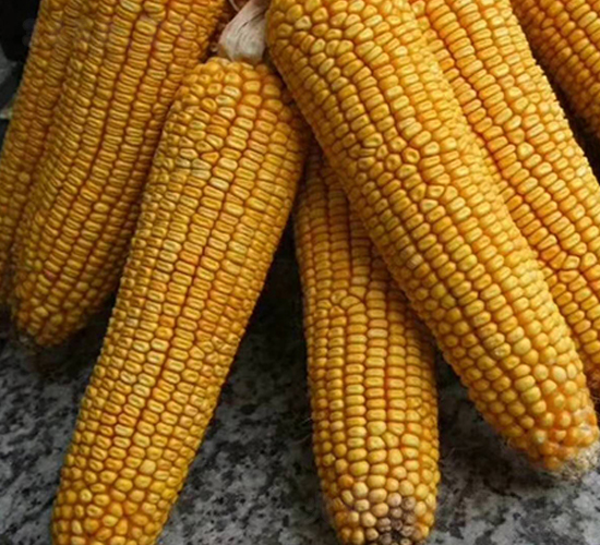 東單13號-玉米種子-東亞